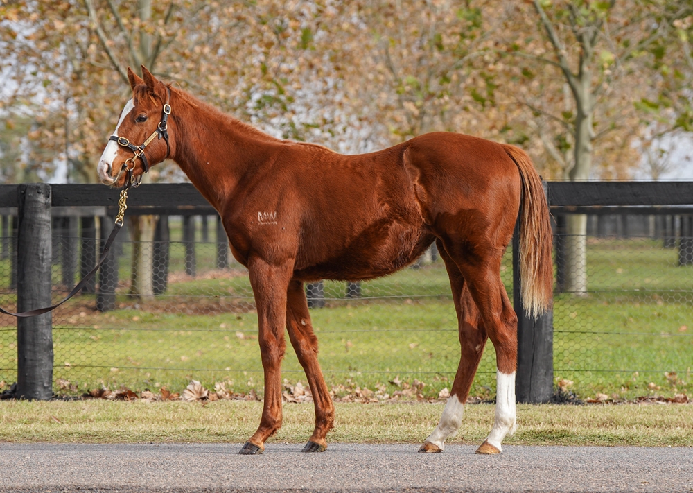 Anamoe (AUS) / Franschoek (AUS) 2025 Filly - Image 1