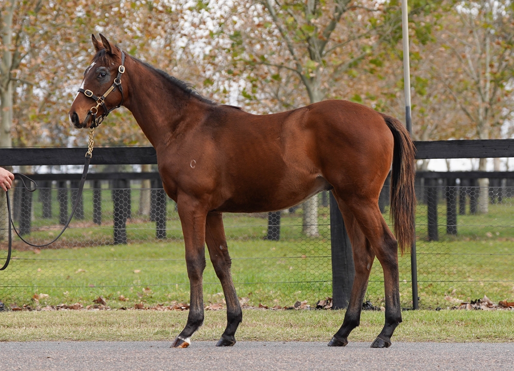 Shinzo (AUS) / Get Up Girl (AUS) 2025 Colt - Image 1