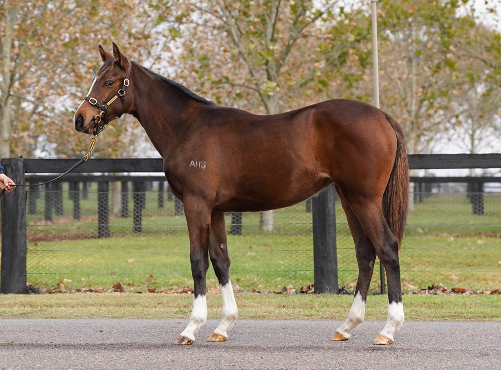 So You Think (NZ) / Iiex Excelsa (IRE) 2025 Filly - Image 1