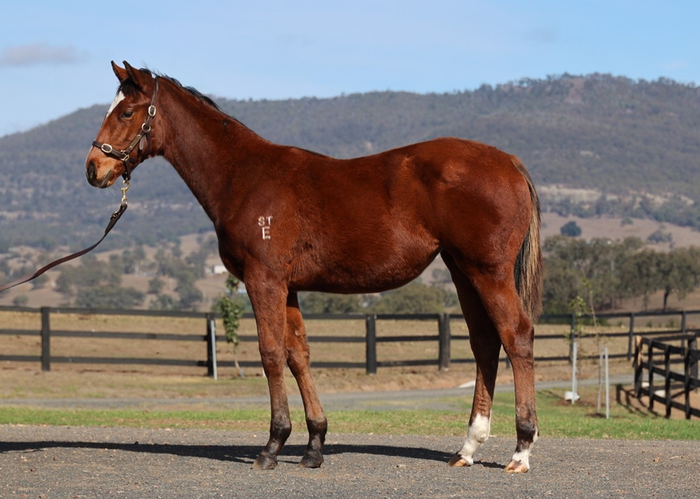 Home Affairs (AUS) / Do it La (AUS) 2025 Filly - Image 1