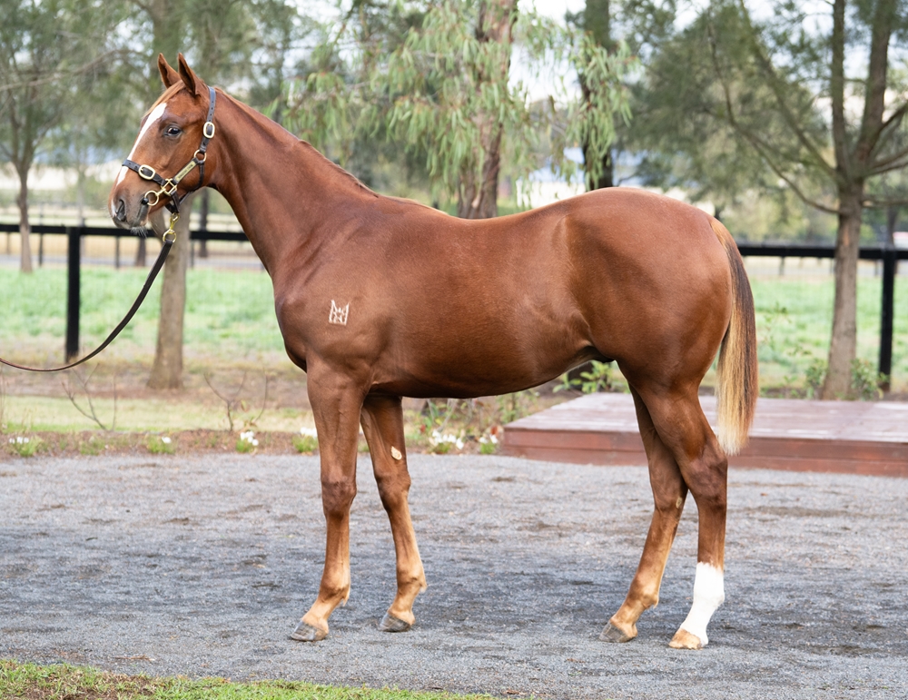 Shinzo (AUS) / Princess Wildfire (AUS) 2025 Colt - Image 1