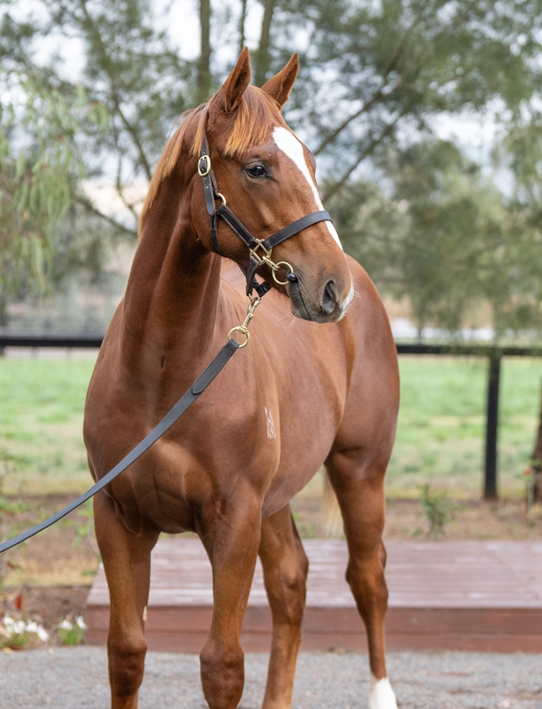 Shinzo (AUS) / Princess Wildfire (AUS) 2025 Colt - Image 2