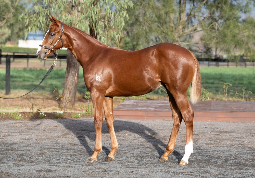 Extreme Choice (AUS) / Boomstress (AUS) 2025 Colt - Image 1