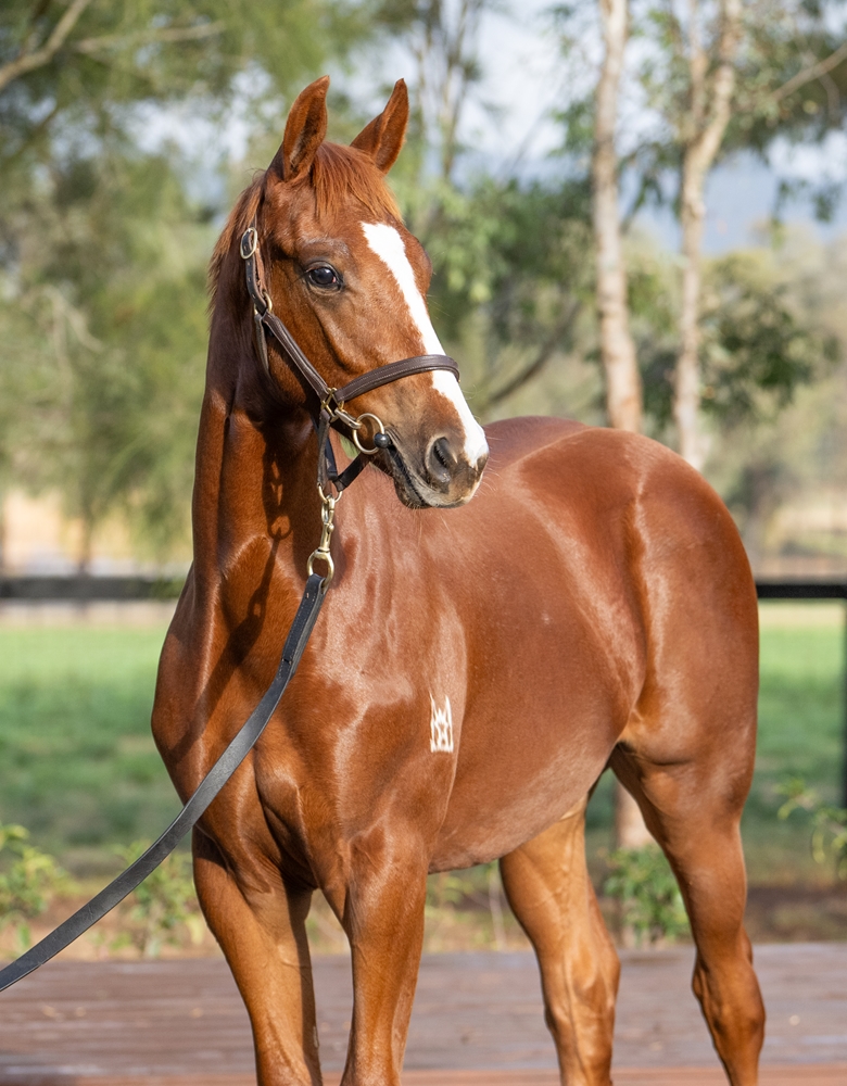 Extreme Choice (AUS) / Boomstress (AUS) 2025 Colt - Image 2