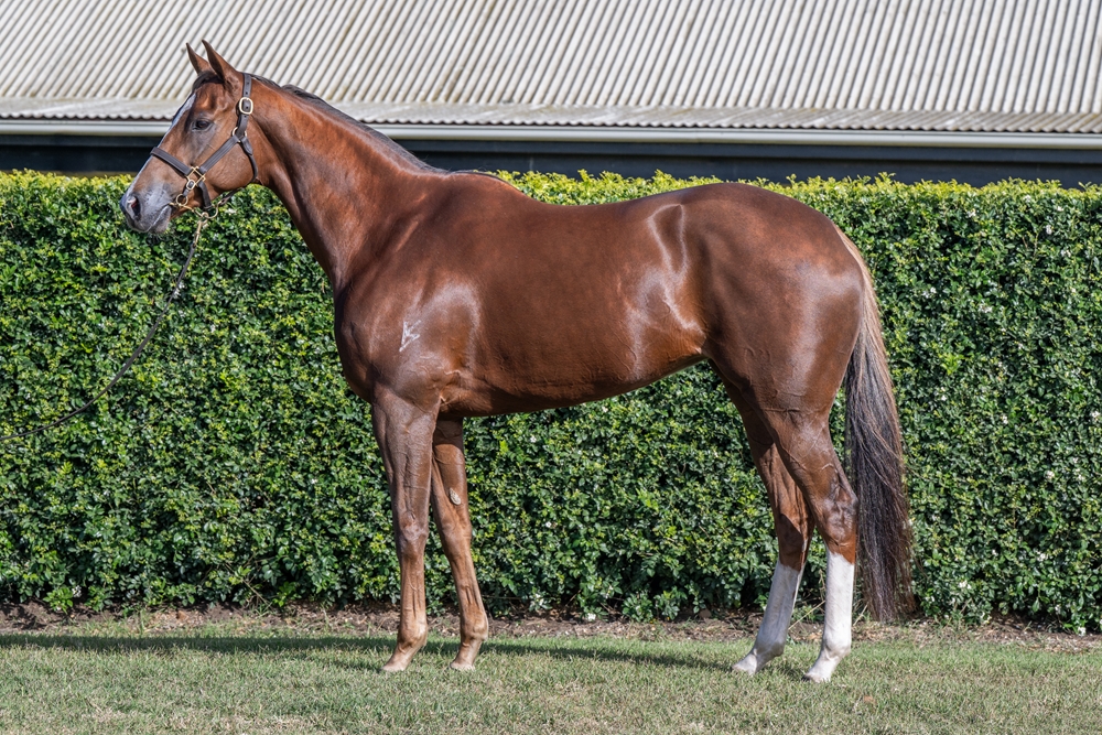 Sultry Siren (AUS) - Image 1