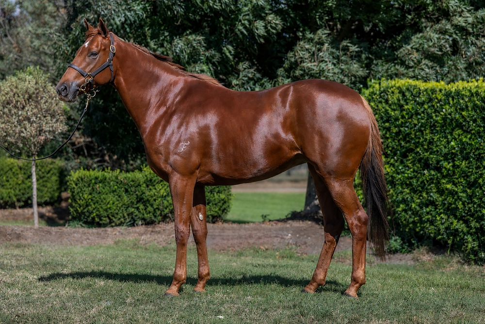 Feisty Legend (AUS) - Image 1