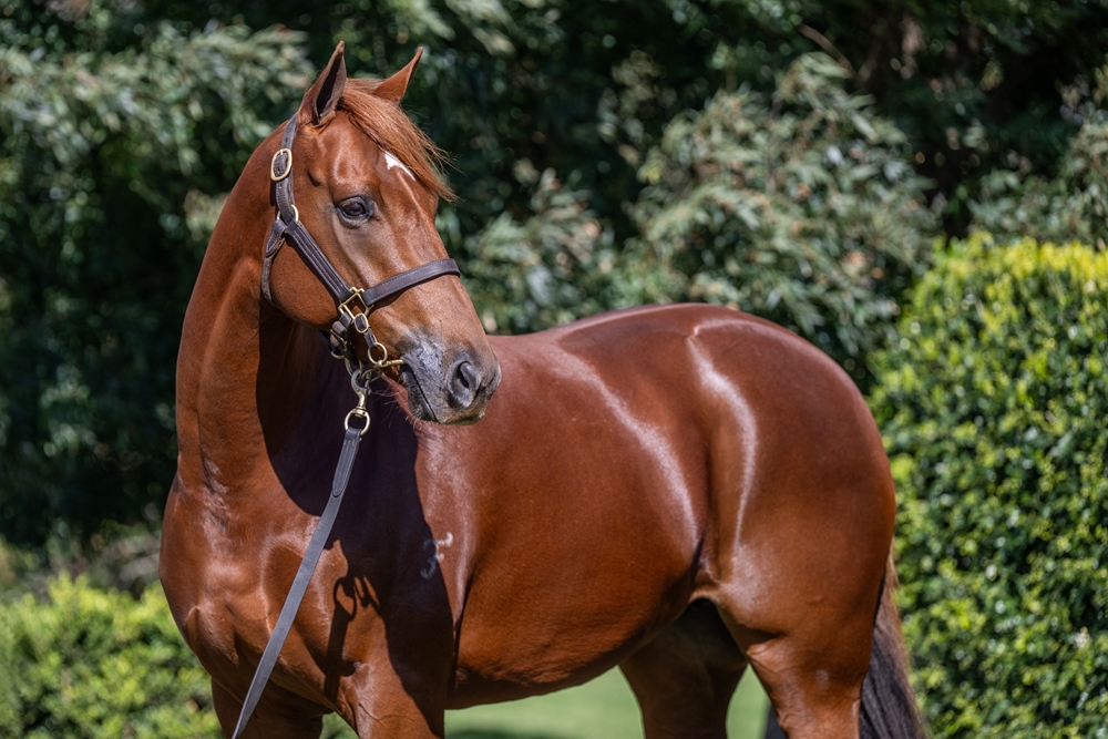 Feisty Legend (AUS) - Image 2
