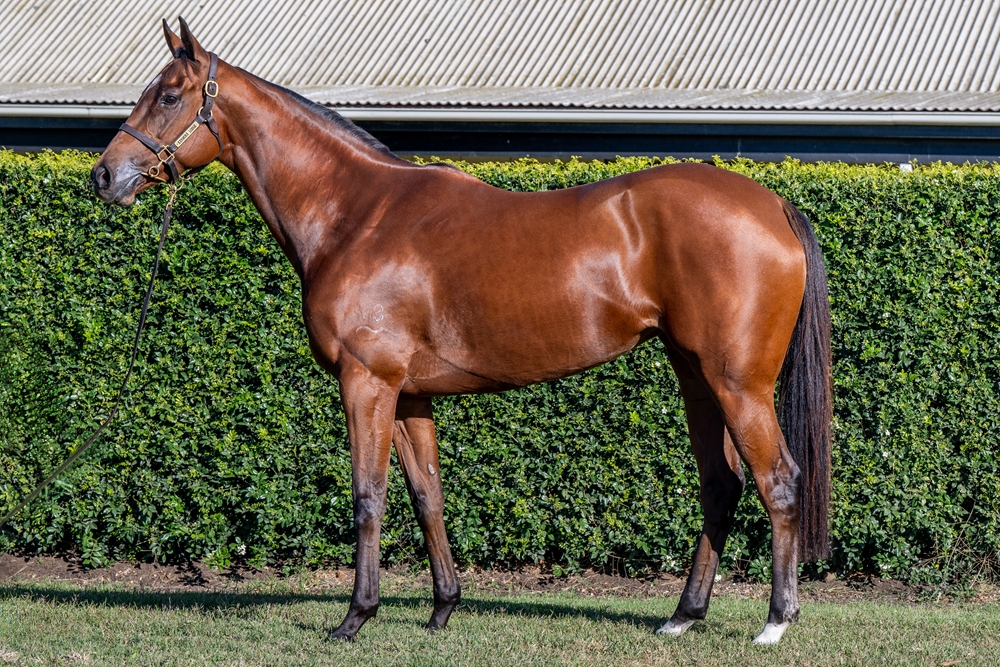 Termagant (AUS) - Image 1