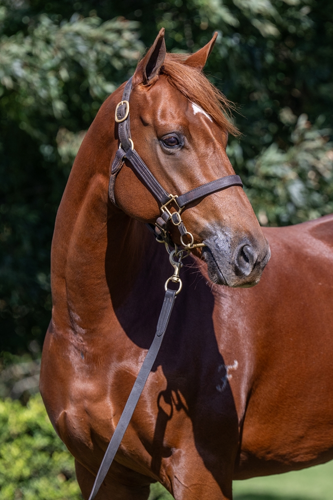 Feisty Legend (AUS) - Image 3