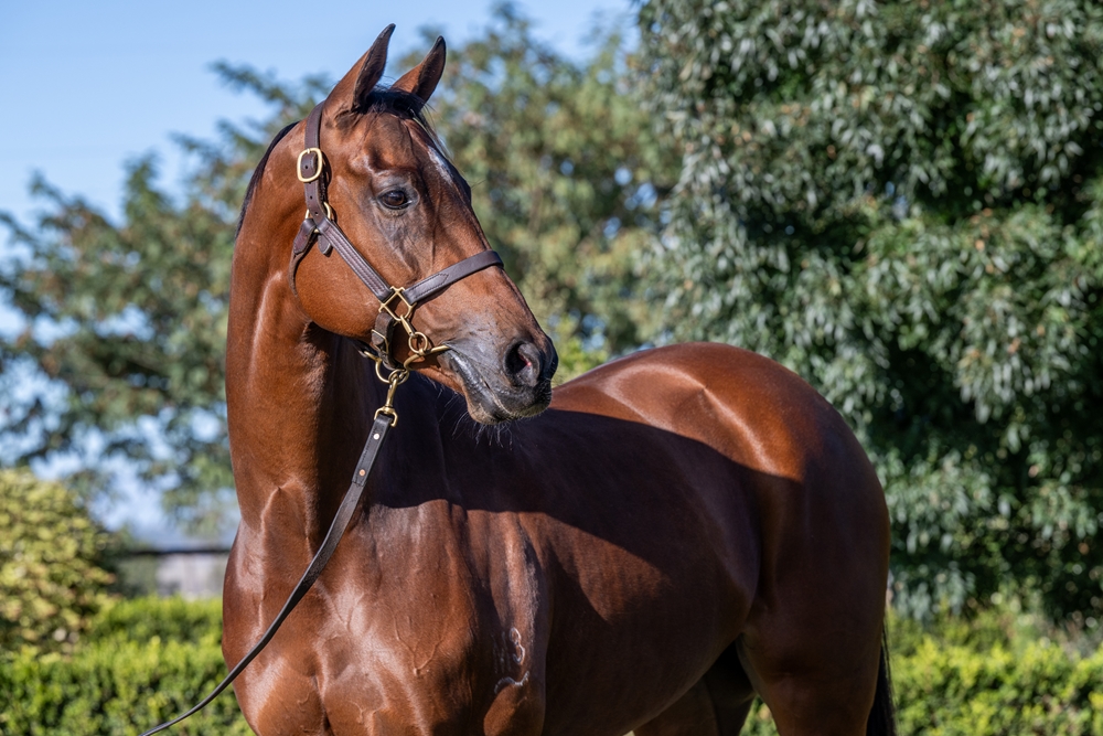 Termagant (AUS) - Image 2