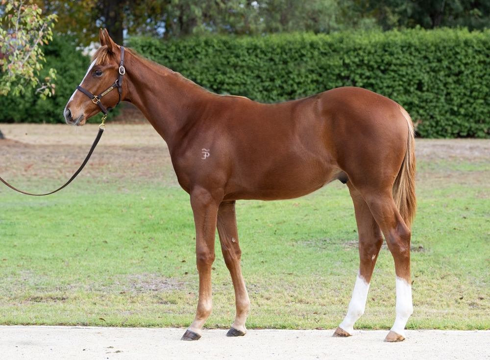 Harry Angel (IRE) / Melo Melo (AUS) 2025 Colt - Image 1