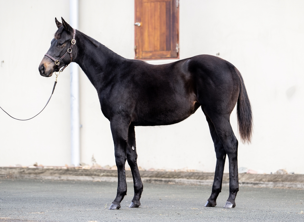 Hawaii Five Oh (AUS) / Lakerball (USA) 2025 Filly - Image 1