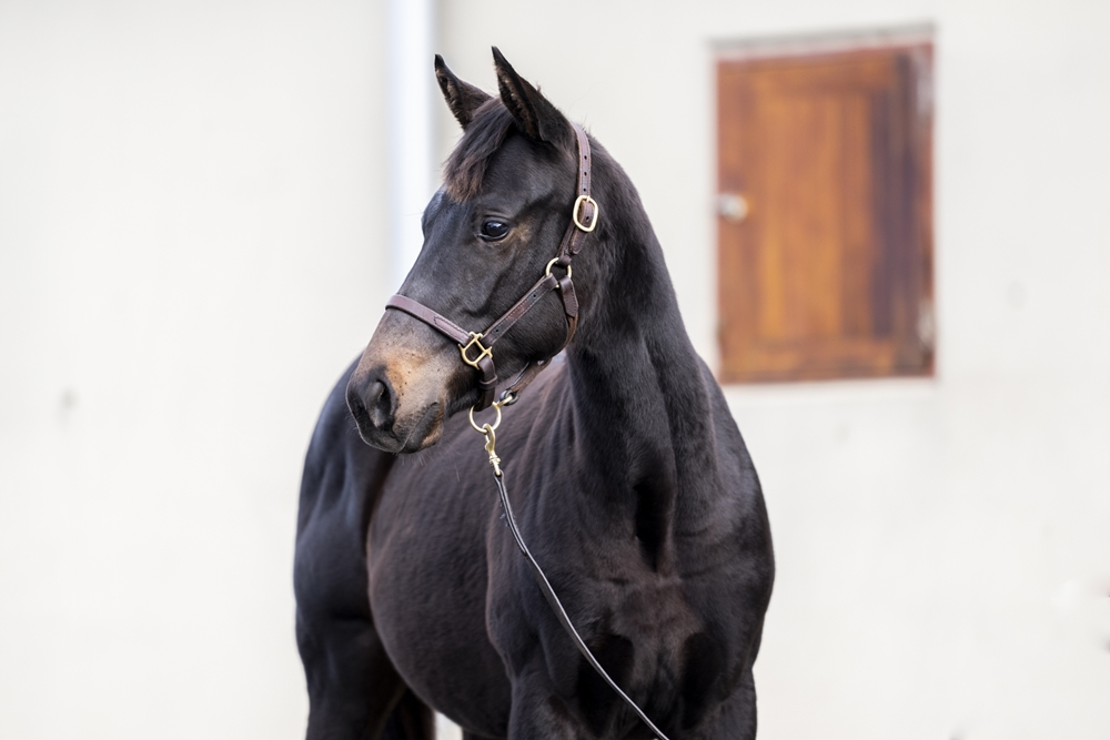 Hawaii Five Oh (AUS) / Lakerball (USA) 2025 Filly - Image 2