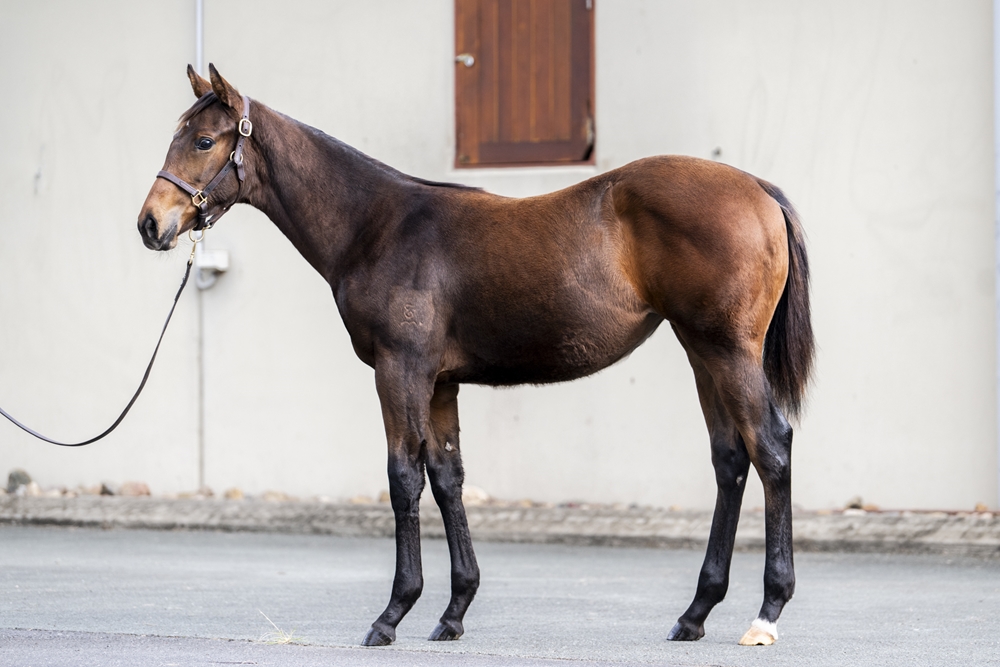 Star Turn (AUS) / Love for All (AUS) 2025 Filly - Image 1