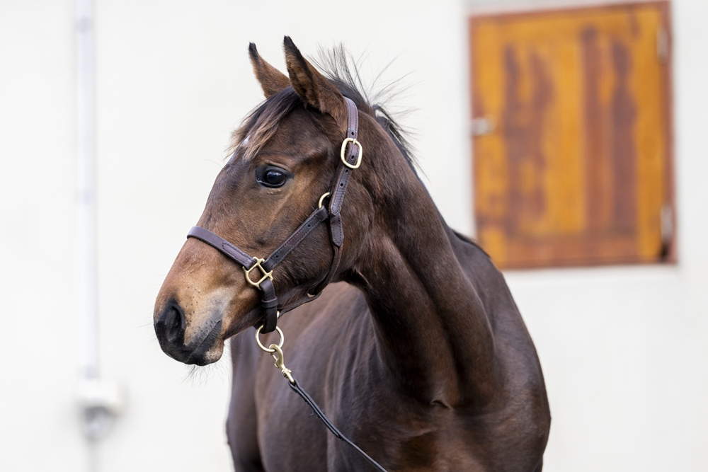 Star Turn (AUS) / Love for All (AUS) 2025 Filly - Image 2