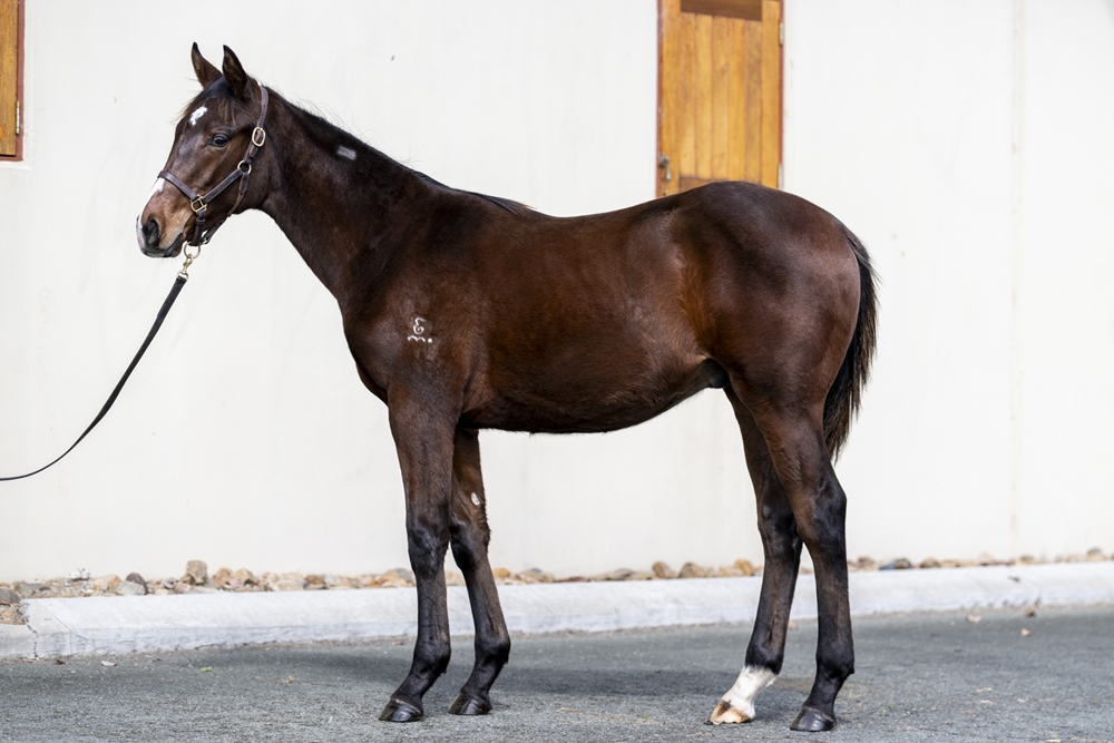Triple Time (IRE) / Lusitania (AUS) 2025 Colt - Image 1
