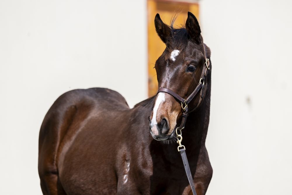 Triple Time (IRE) / Lusitania (AUS) 2025 Colt - Image 2