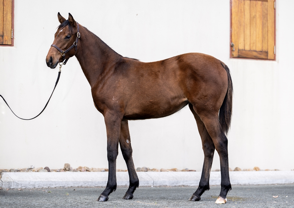 Farnan (AUS) / Madame Society (AUS) 2025 Filly - Image 1