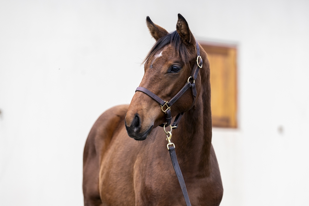 Farnan (AUS) / Madame Society (AUS) 2025 Filly - Image 2