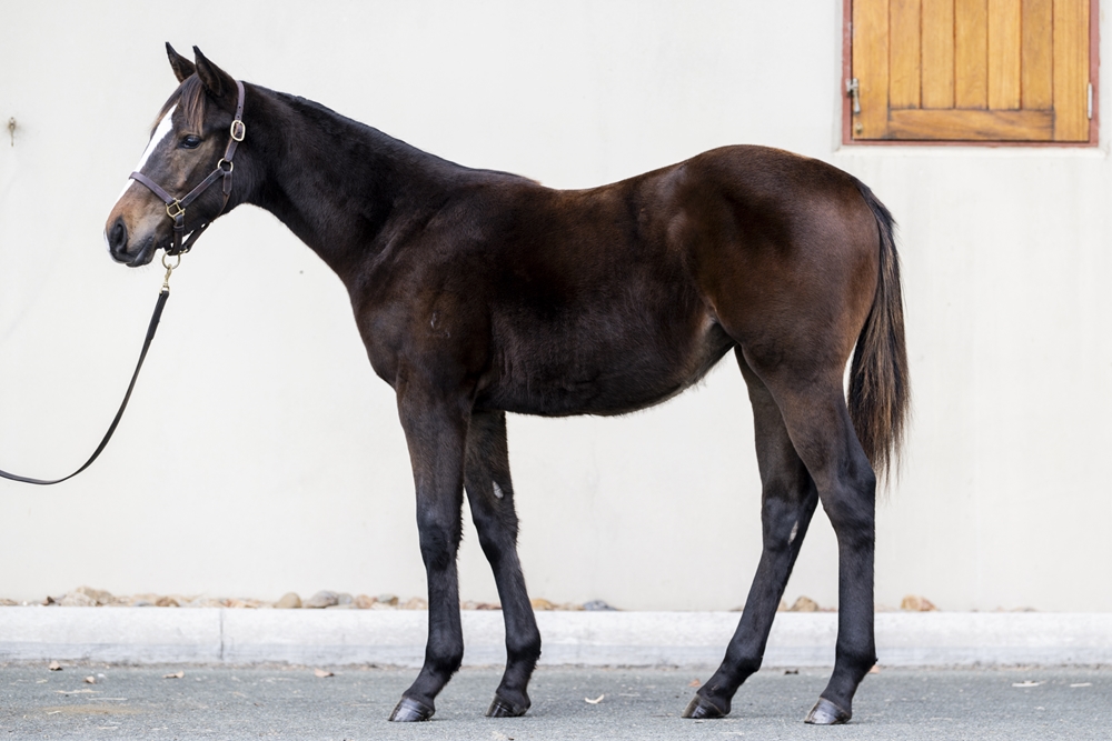 Officiating (USA) / Mrs Dash (AUS) 2025 Filly - Image 1