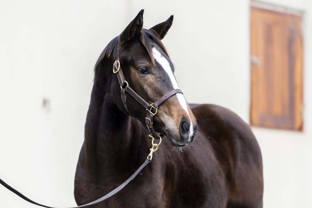 Officiating (USA) / Mrs Dash (AUS) 2025 Filly - Image 2