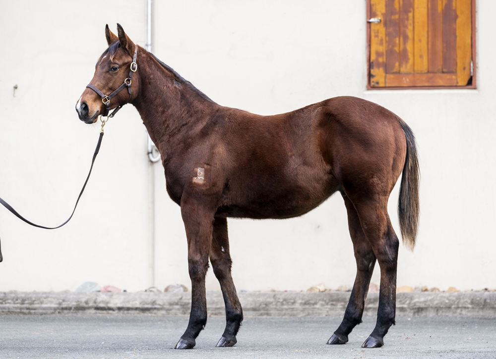 Hawaii Five Oh (AUS) / Split Lip (AUS) 2025 Colt - Image 1