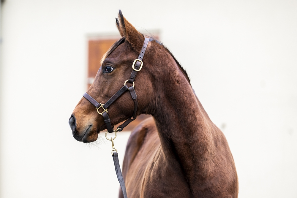 Hawaii Five Oh (AUS) / Split Lip (AUS) 2025 Colt - Image 2