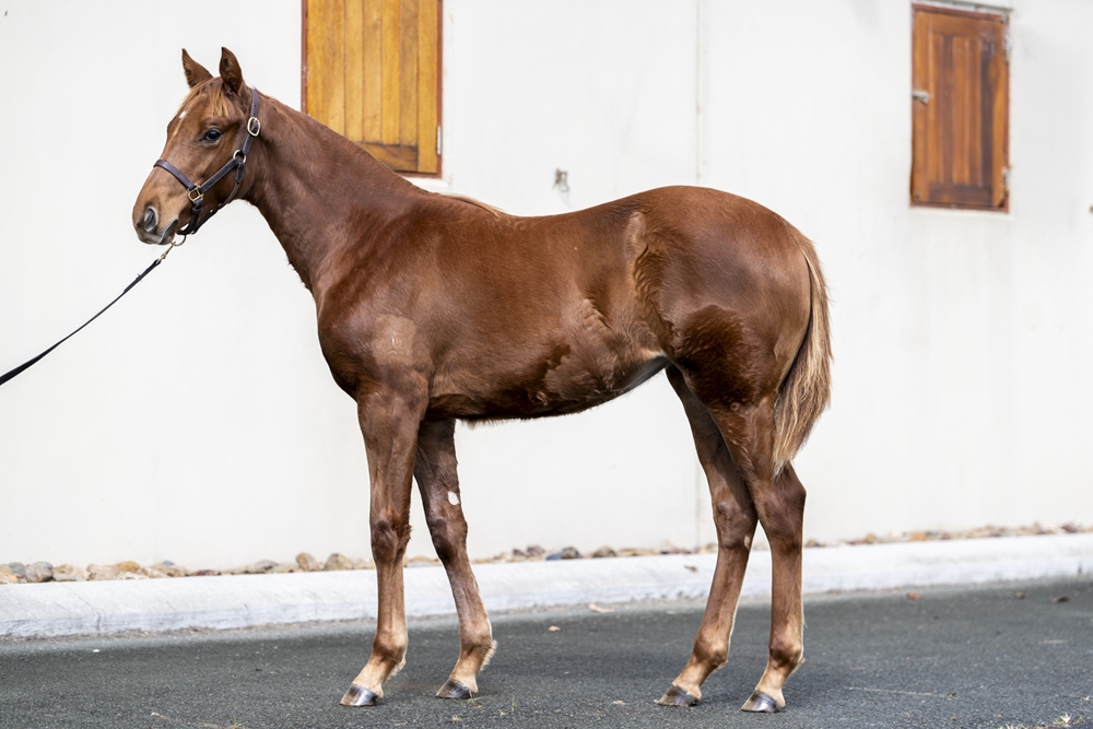 Pride of Dubai (AUS) / True Gem (AUS) 2025 Filly - Image 1