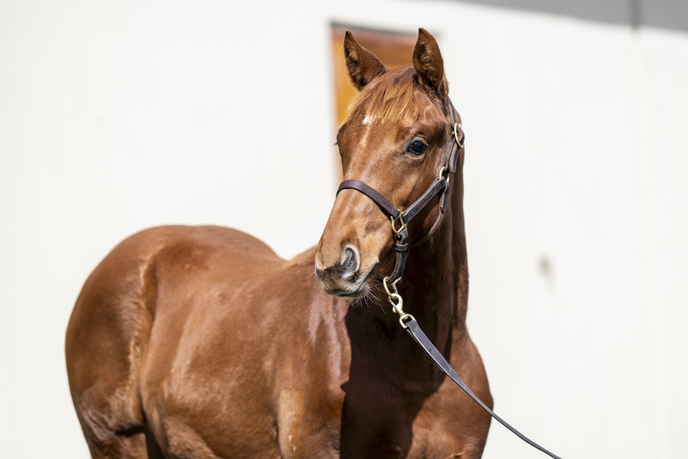 Pride of Dubai (AUS) / True Gem (AUS) 2025 Filly - Image 2