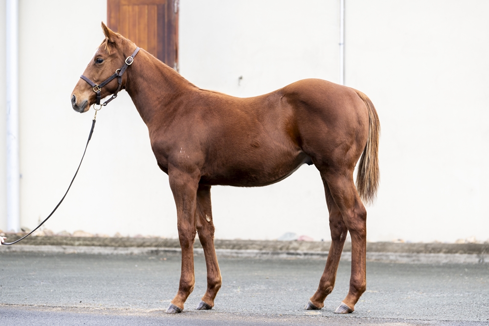 Best of Bordeaux (AUS) / Cape Blame (USA) 2025 Colt - Image 1