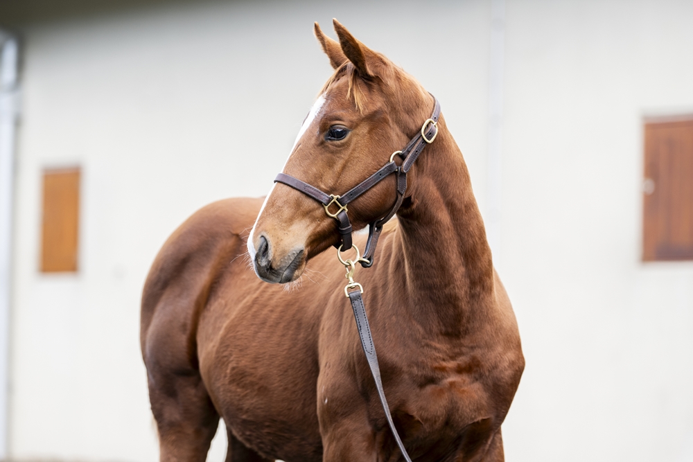 Best of Bordeaux (AUS) / Cape Blame (USA) 2025 Colt - Image 2