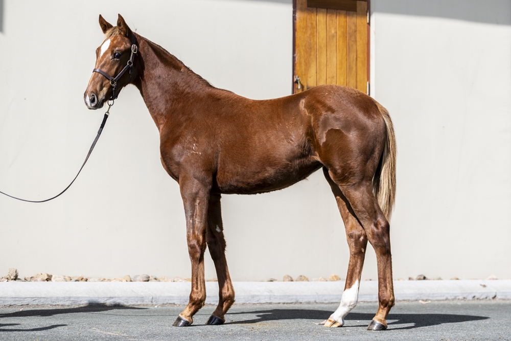 Admire Mars (JPN) / Hot Summer Night (AUS) 2025 Filly - Image 1