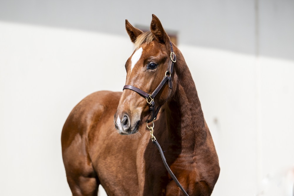 Admire Mars (JPN) / Hot Summer Night (AUS) 2025 Filly - Image 2