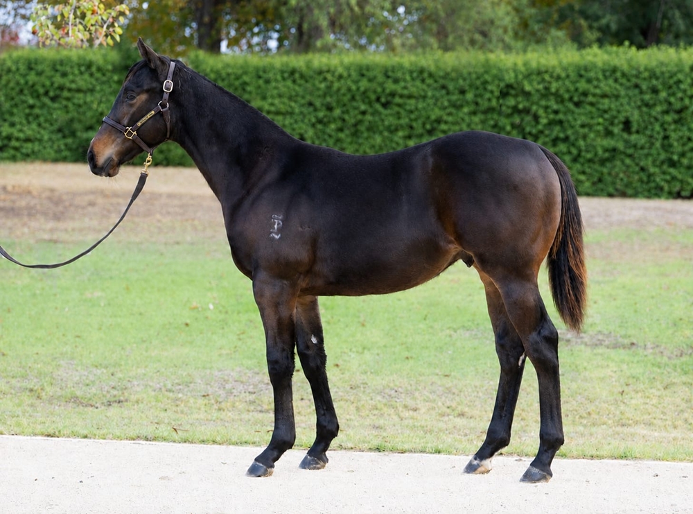 Brave Smash (JPN) / Vivi Valentina (AUS) 2025 Colt - Image 1