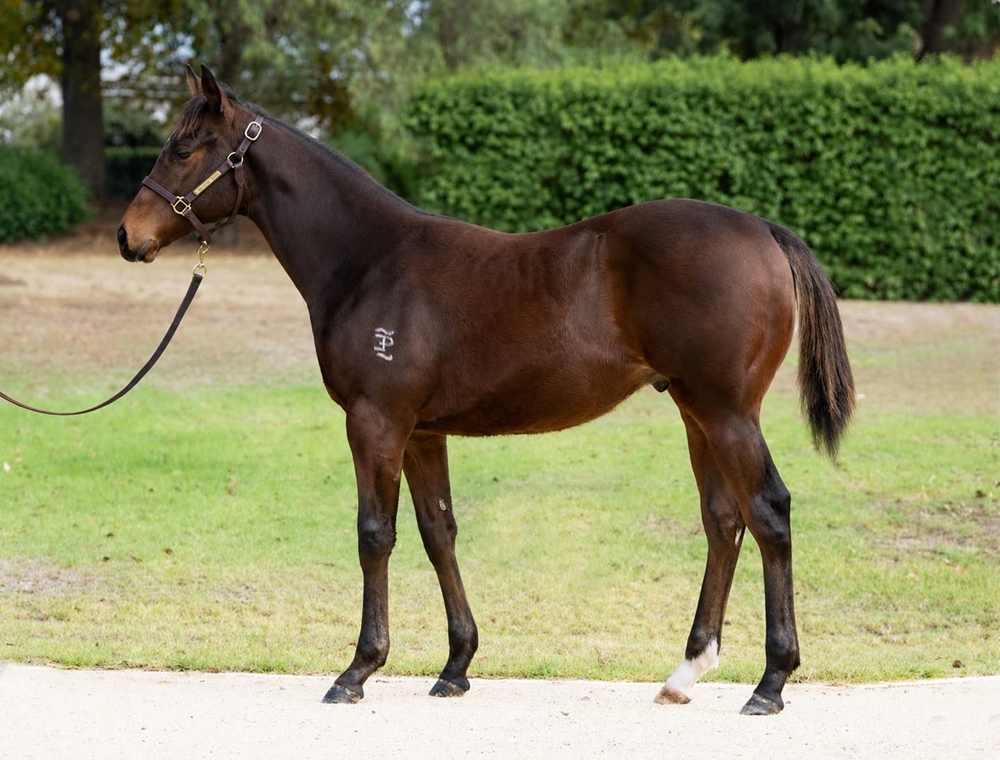 Brave Smash (JPN) / Diala (AUS) 2025 Colt - Image 1
