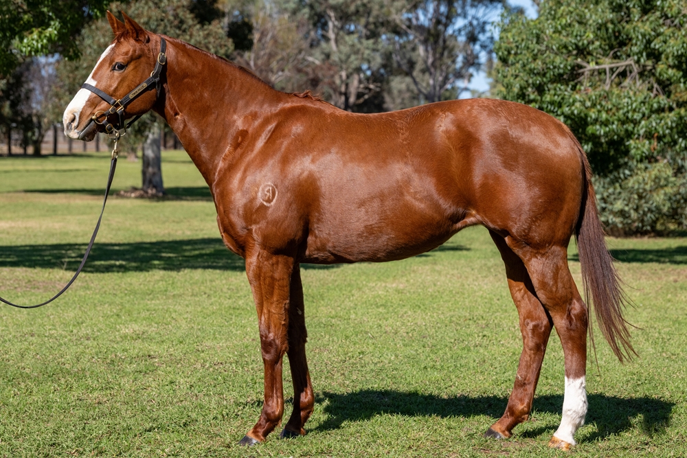 Cornelia Street (AUS) - Image 1