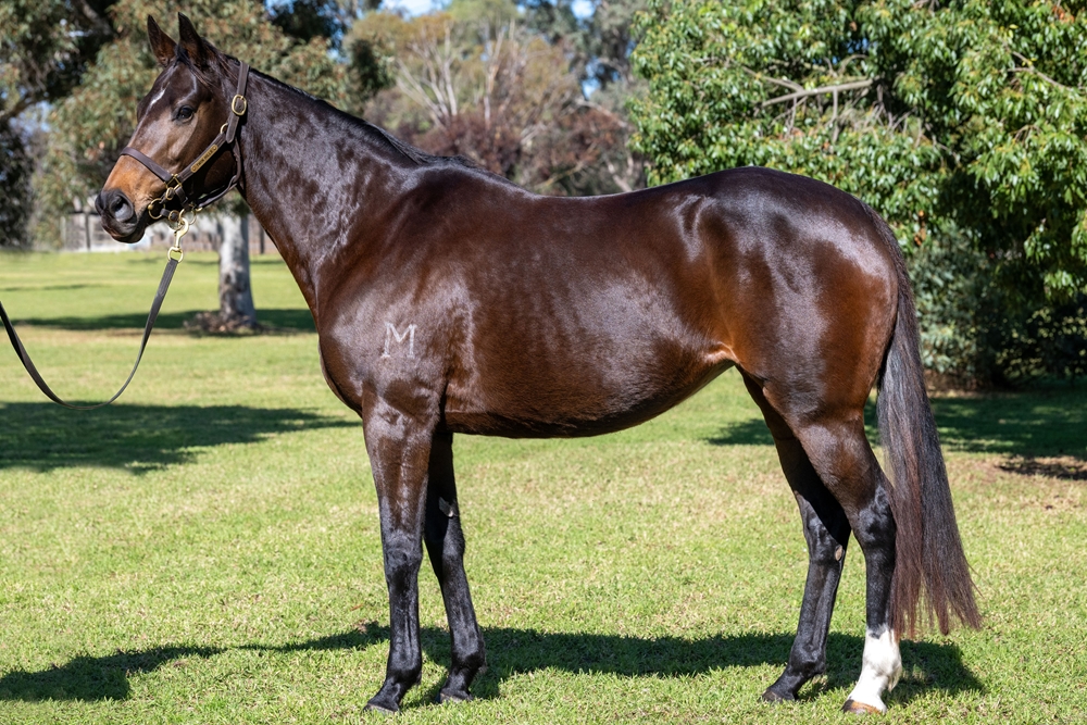 Glint (AUS) - Image 1