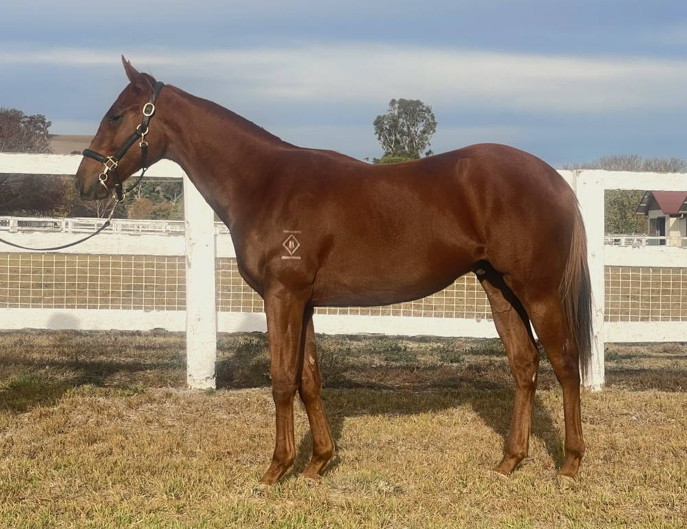 Profiteer (AUS) / Acid Flo (AUS) 2024 Colt - Image 1