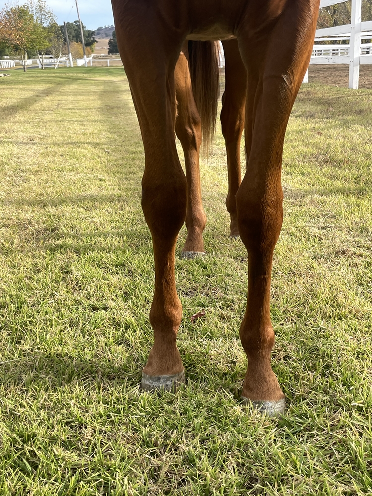 Profiteer (AUS) / Acid Flo (AUS) 2024 Colt - Image 2