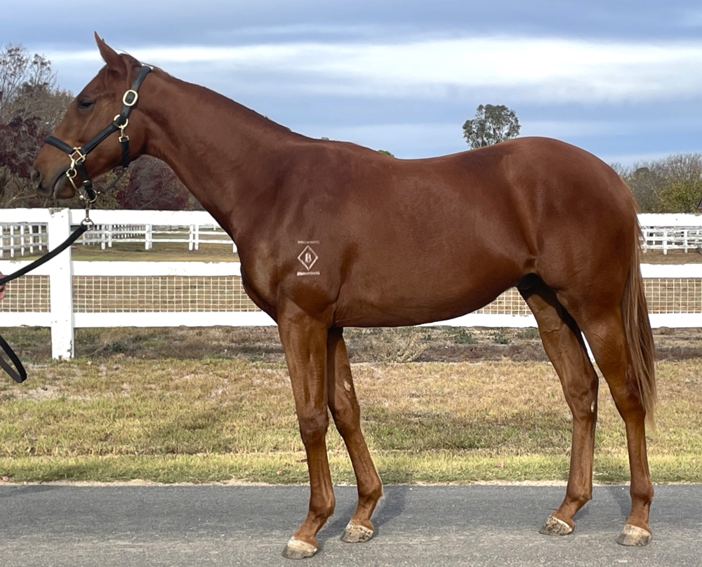 Profiteer (AUS) / Acid Flo (AUS) 2024 Colt - Image 1