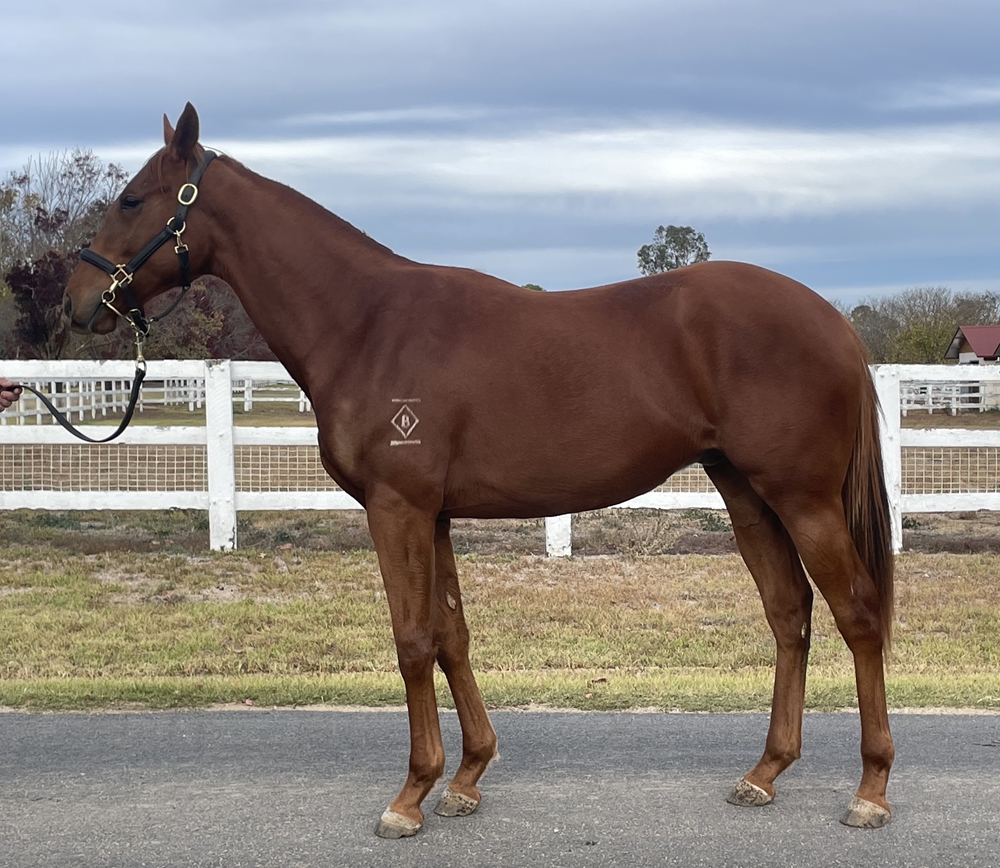 Profiteer (AUS) / Acid Flo (AUS) 2024 Colt - Image 2