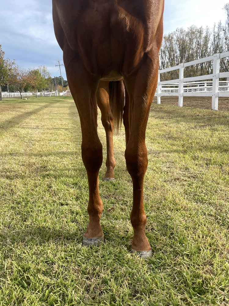 Profiteer (AUS) / Acid Flo (AUS) 2024 Colt - Image 3
