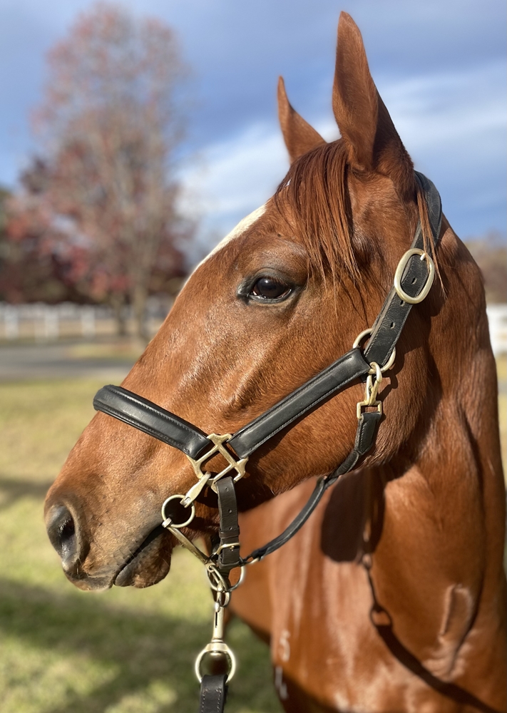 Profiteer (AUS) / Acid Flo (AUS) 2024 Colt - Image 4