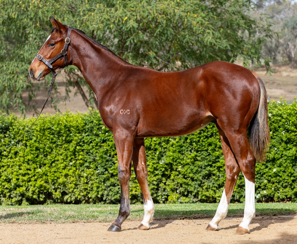 Don Corleone (AUS) / Poppy's Girl (AUS) 2025 Colt - Image 1