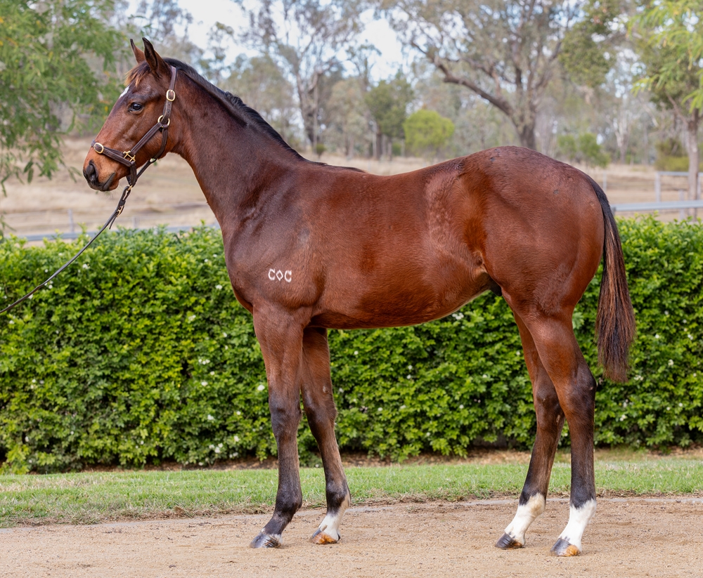 Jonker (AUS) / Solera (AUS) 2025 Colt - Image 1