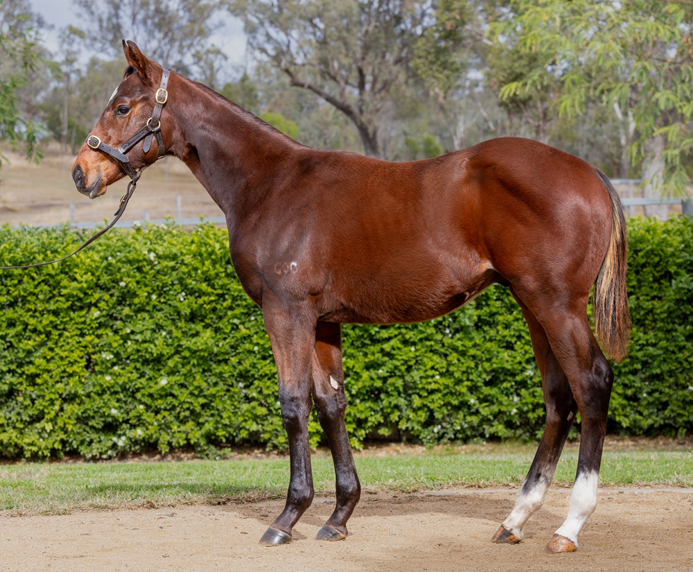 Zousain (AUS) / Te Amo (AUS) 2025 Colt - Image 1