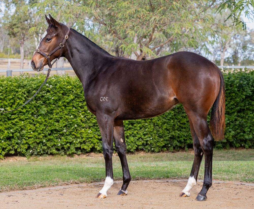 Don Corleone (AUS) / This is Your Life (AUS) 2025 Filly - Image 1