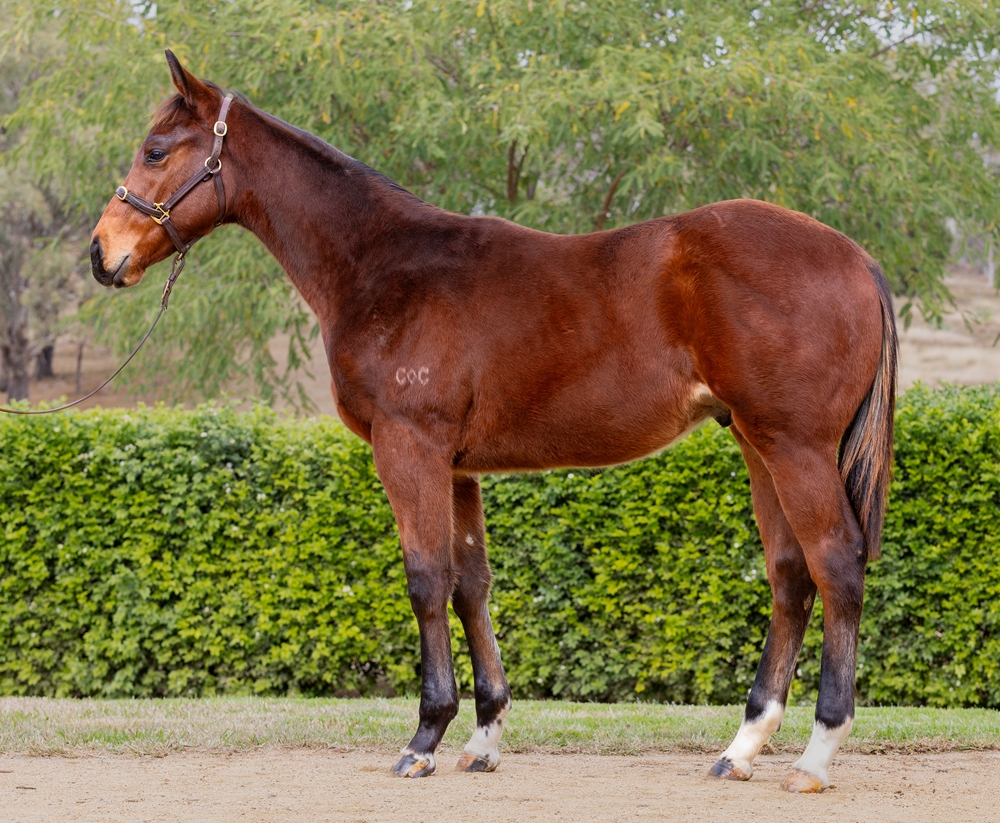 Hawaii Five Oh (AUS) / Tiyatrolani (AUS) 2025 Colt - Image 1