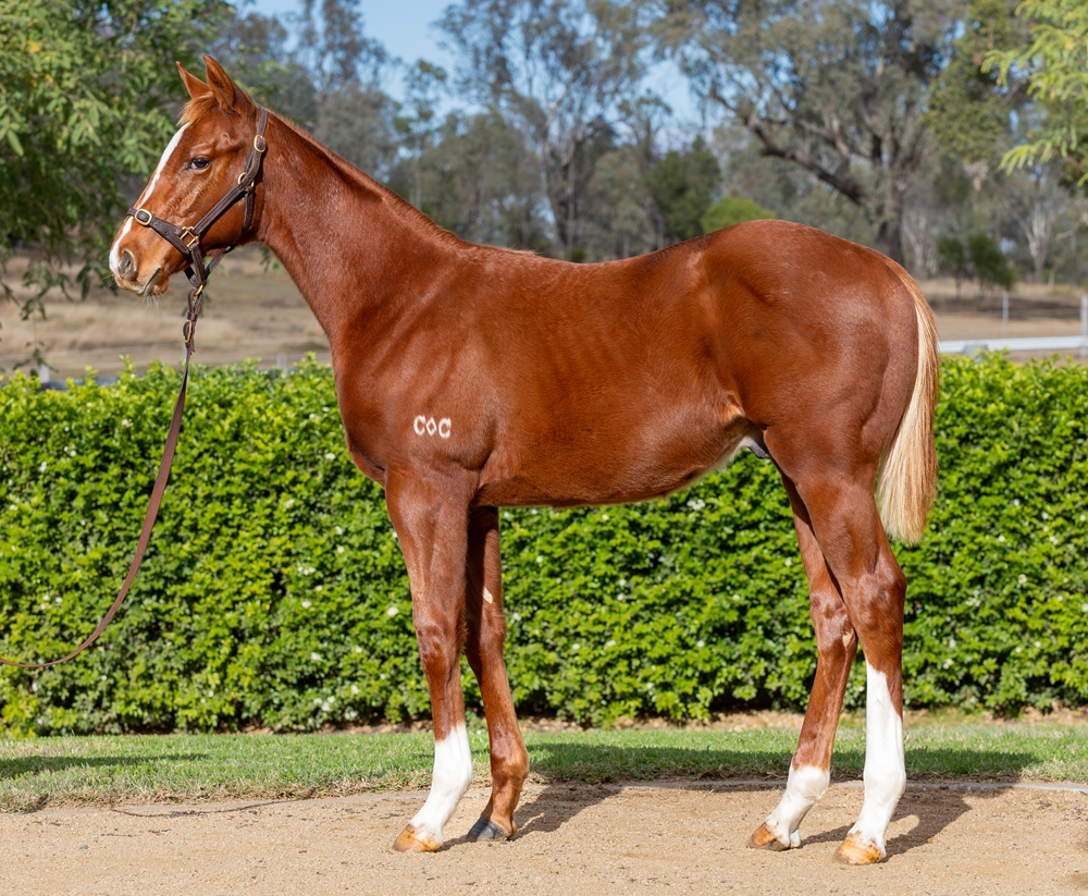 Don Corleone (AUS) / Diva Dee (AUS) 2025 Colt - Image 1