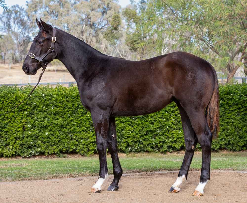 Pierro (AUS) / Exceed the Dream (AUS) 2025 Colt - Image 1